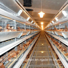 Équipement automatique de cage de volaille pour la maison de poulet